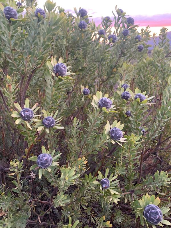 0 Bedroom Property for Sale in Piketberg Rural Western Cape